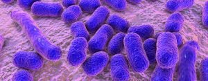portadores de Acinetobacter baumannii, bacteria resistente a antibióticos que se creía exclusiva de hospitales