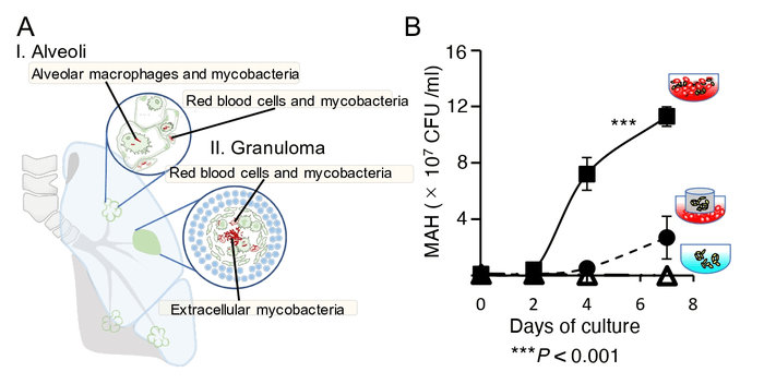 Infección extracelular micobacteriana de glóbulos rojos